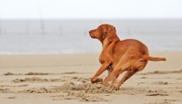 Picture of Hungarian Vizsla