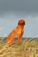 Picture of Hungarian Vizsla