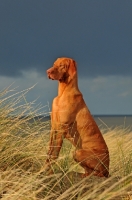 Picture of Hungarian Vizsla