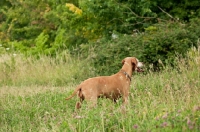 Picture of Hungarian Vizsla