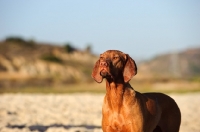 Picture of Hungarian Vizsla