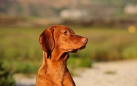 Picture of Hungarian Vizsla