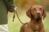 Picture of Hungarian Vizsla