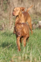 Picture of Hungarian Vizsla