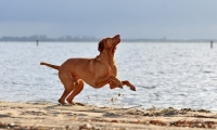 Picture of Hungarian Vizsla