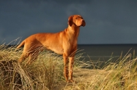 Picture of Hungarian Vizsla