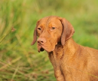 Picture of hungarian vizsla