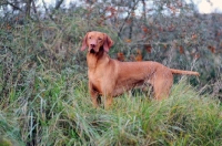 Picture of Hungarian Vizsla