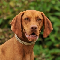 Picture of hungarian vizsla