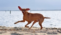 Picture of Hungarian Vizsla