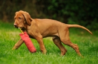 Picture of Hungarian Wirehaired Vizsla (aka Magyar Vizsla, Ungarisch Drahthaar) with dummy