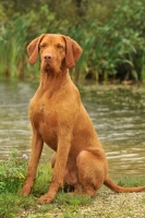 Picture of Hungarian Wirehaired Vizsla (aka Magyar Vizsla, Ungarisch Drahthaar) 