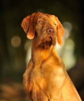 Picture of Hungarian Wirehaired Vizsla (aka Magyar Vizsla, Ungarisch Drahthaar) head study