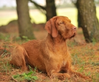 Picture of Hungarian Wirehaired Vizsla (aka Magyar Vizsla, Ungarisch Drahthaar) lying down