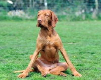 Picture of Hungarian Wirehaired Vizsla (aka Magyar Vizsla, Ungarisch Drahthaar) sitting