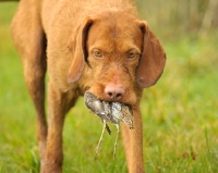 Picture of Hungarian Wirehaired Vizsla (aka Magyar Vizsla, Ungarisch Drahthaar) retrieving