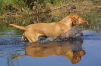 Picture of Hungarian Wirehaired Vizsla in water