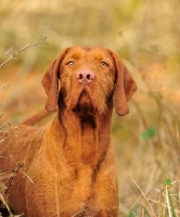Picture of Hungarian Wirehaired Vizsla looking up
