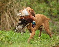 Picture of Hungarian Wirehaired Vizsla retrieving pheasant