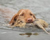 Picture of Hungarian Wirehaired Vizsla retrieving bird from water