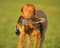 Picture of Hungarian Wirehaired Vizsla with Pheasant