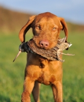 Picture of Hungarian Wirehaired Vizsla with retrieved bird