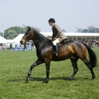 Picture of Hunter at Windsor Horse Show show