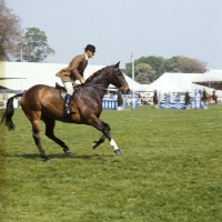 Picture of Hunter at Windsor Horse Show 