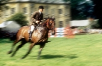 Picture of hunter in the show ring