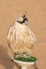Picture of Hunting Falcon in Dubai desert