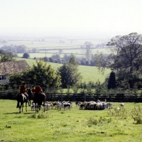 Picture of hunting scene, hounds drinking at water trough, vale of aylesbury hunt 