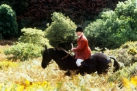 Picture of huntsman on hillside fox hunting on exmoor, 
