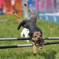 Picture of hurdle racing competition