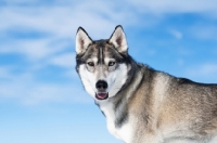 Picture of Husky against blue sky