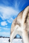 Picture of Husky against blue sky