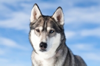 Picture of Husky against blue sky