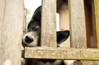 Picture of Husky Crossbred dog peering through fence
