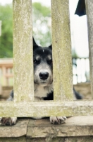 Picture of Husky Crossbred dog waiting behind fence
