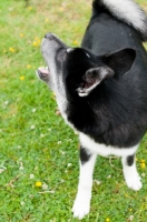 Picture of Husky Crossbreed barking