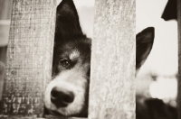 Picture of Husky Crossbreed, behind fence