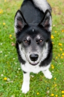 Picture of Husky Crossbreed looking at camera