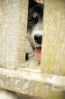 Picture of Husky Crossbreed looking through fence