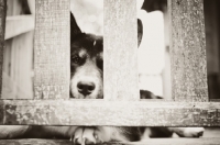 Picture of Husky Crossbreed lying behind fence