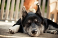 Picture of Husky Crossbreed lying down