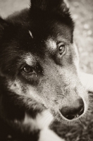 Picture of Husky Crossbreed portrait in black and white