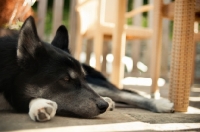 Picture of Husky Crossbreed resting on terrace
