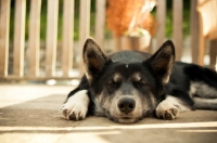 Picture of Husky Crossbreed resting