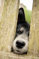Picture of Husky Crossbreed through fence