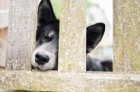 Picture of Husky Crossbreed waiting behind fence