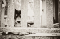 Picture of Husky Crossbreed waiting behind fence